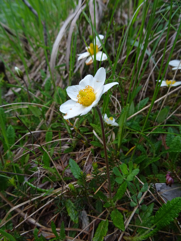 Dryas octopetala - Rosaceae (Camedrio alpino)